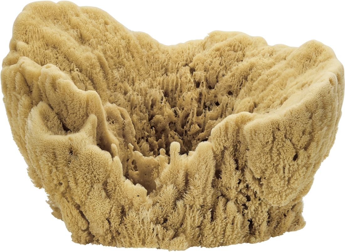 Image of Large Natural Decorative Vase Sponge