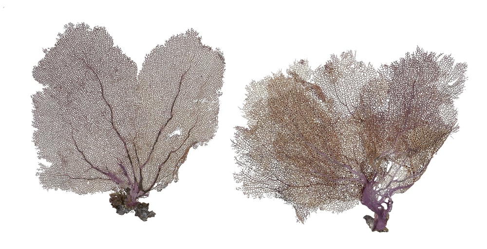 Image of Pair of Large Natural Decorative Sea Fans harvested from the Atlantic Ocean