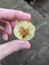 Image 1 of Yellow Pansy D2 Coin Single