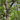 Birchbark Teardrop