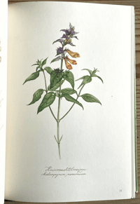 Image 4 of Vintage wild flower book