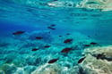 Fotos submarinas. Underwater photos. 