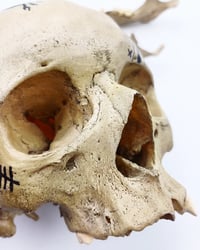 Image 4 of 1/1 criminal skull 