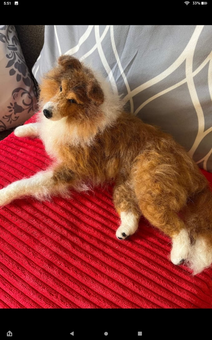 Image of 12" laying down Sheltie