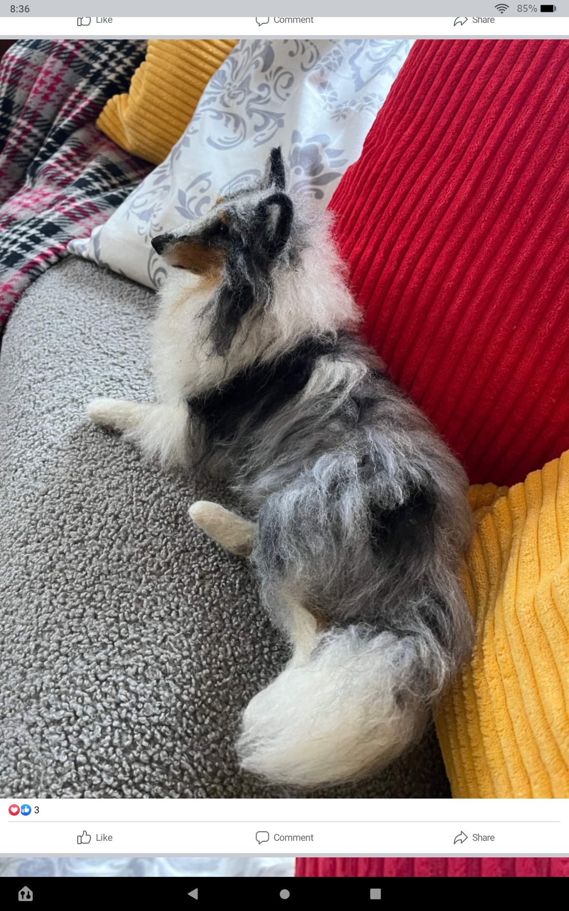 Image of 12" laying down Sheltie