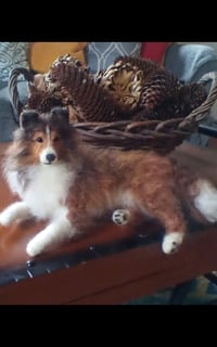 Image 3 of 12" laying down Sheltie