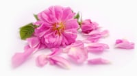 Image 5 of ROSE ESSENTIAL OIL