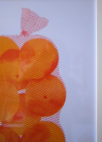 Image 4 of Valencia Oranges
