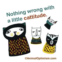 Cat: Nothing wrong with a little cattitude.