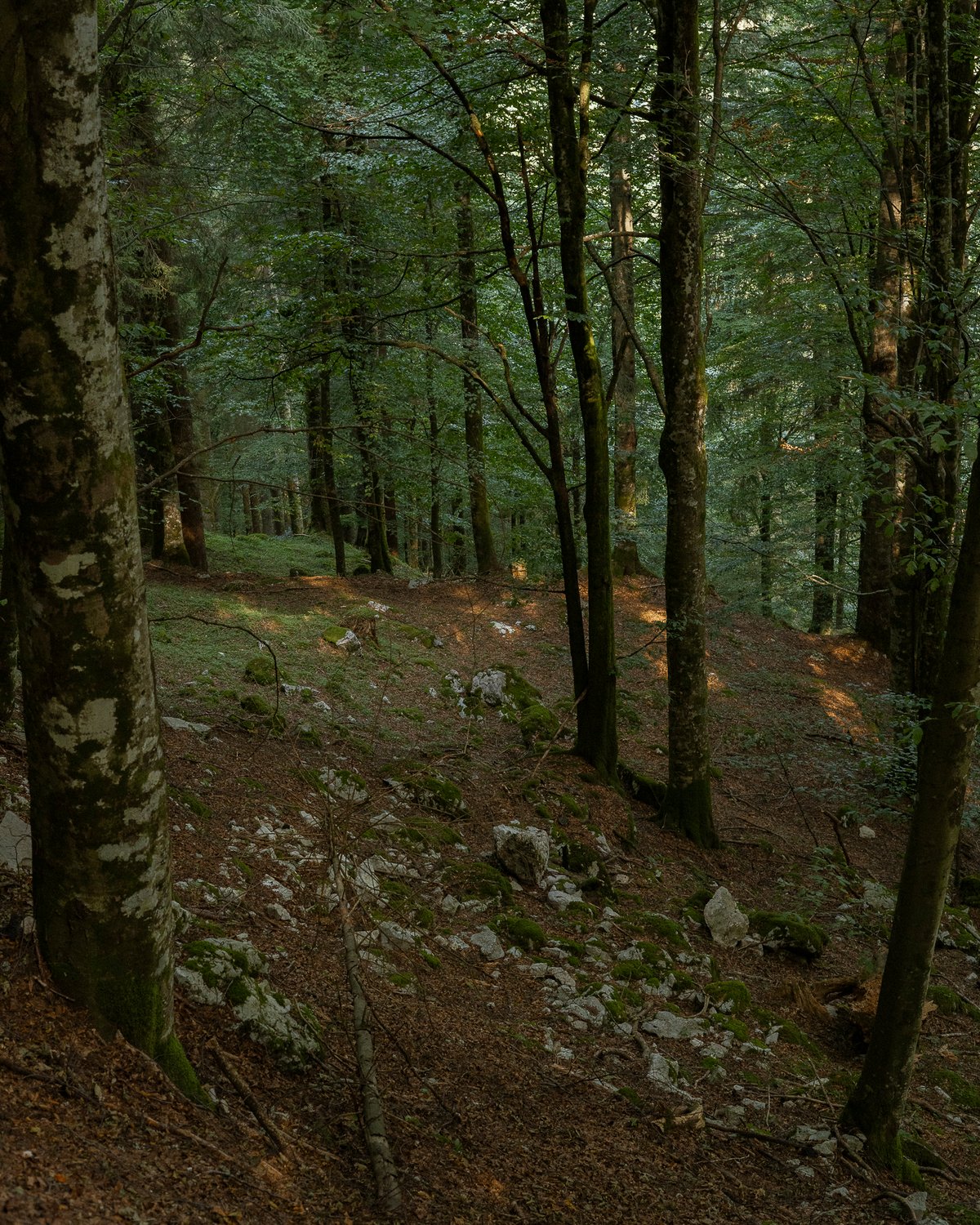 Image of Through the Leaves