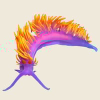 Image 3 of Spanish Shawl
