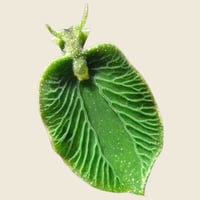 Image 3 of Elysia