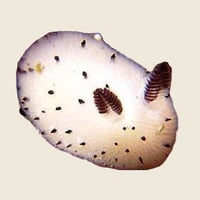 Image 3 of Sea Bunny
