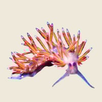 Image 3 of Flabellina