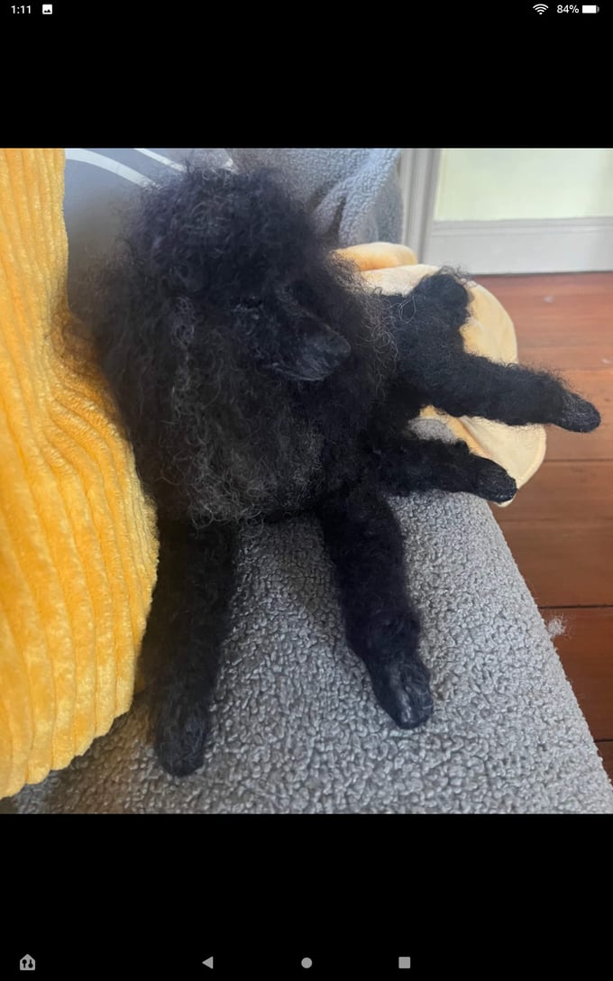 Image of 15"  Any color poodle laying down