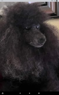 Image 2 of 15"  Any color poodle laying down