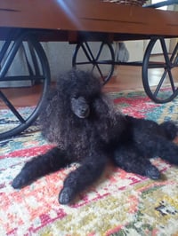 Image 3 of 15"  Any color poodle laying down
