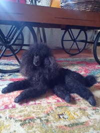 Image 4 of 15"  Any color poodle laying down