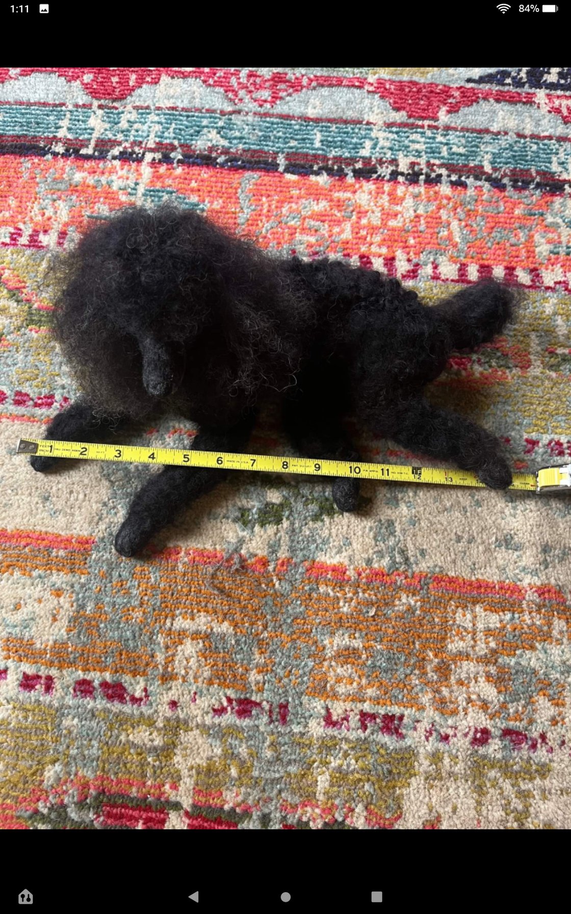 Image of 15"  Any color poodle laying down