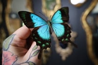 Image 2 of A1 Sea Green Swallowtail (Unspread/Folded)
