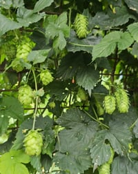 Image of 2. oz Hops Tincture for Sleep and MORE