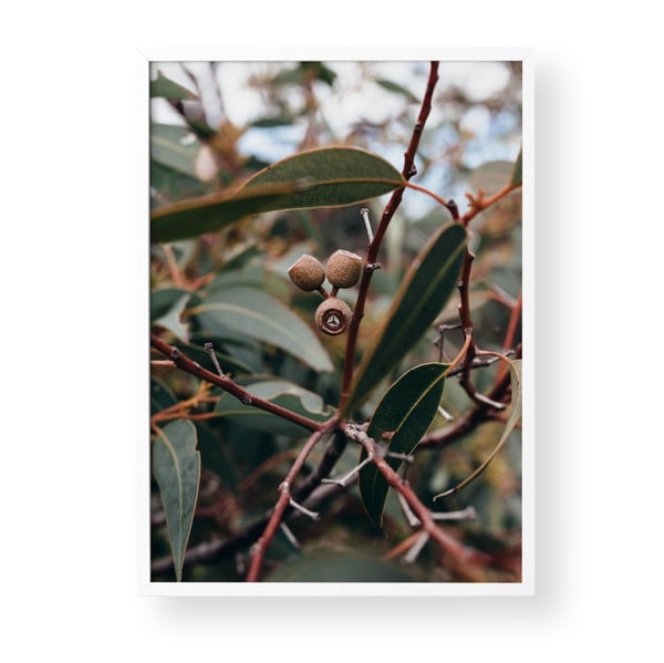 Image of Budding Eucalyptus 
