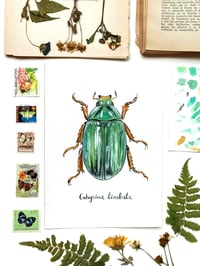 Image 1 of Crhysina Limbata ORIGINAL ARTWORK 