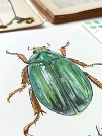 Image 2 of Crhysina Limbata ORIGINAL ARTWORK 