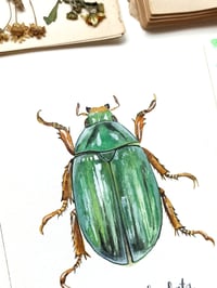 Image 3 of Crhysina Limbata ORIGINAL ARTWORK 