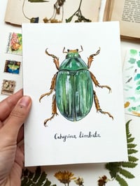 Image 4 of Crhysina Limbata ORIGINAL ARTWORK 