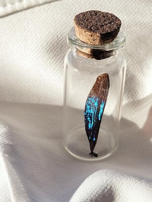 Image of Mystery Dragonfly/Damselfly Wing in Jar