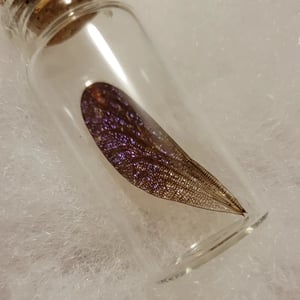 Image of Mystery Dragonfly/Damselfly Wing in Jar