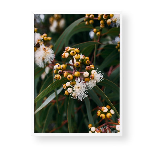 Image of Flowering Eucalyptus II