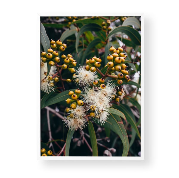 Image of Flowering Eucalyptus I