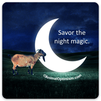 Goat: Savor the night magic.