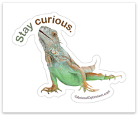 Iguana: Stay curious