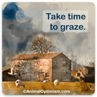 Sheep: Take Time To Graze
