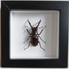 Framed - Planeti Stag Beetle