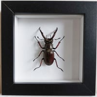 Framed - Planeti Stag Beetle