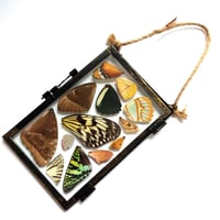 Image 2 of Butterfly & Moth Wing Glass Hanging Frame II