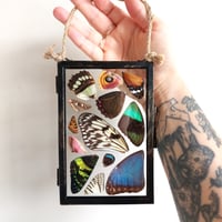 Image 3 of Butterfly & Moth Wing Glass Hanging Frame II
