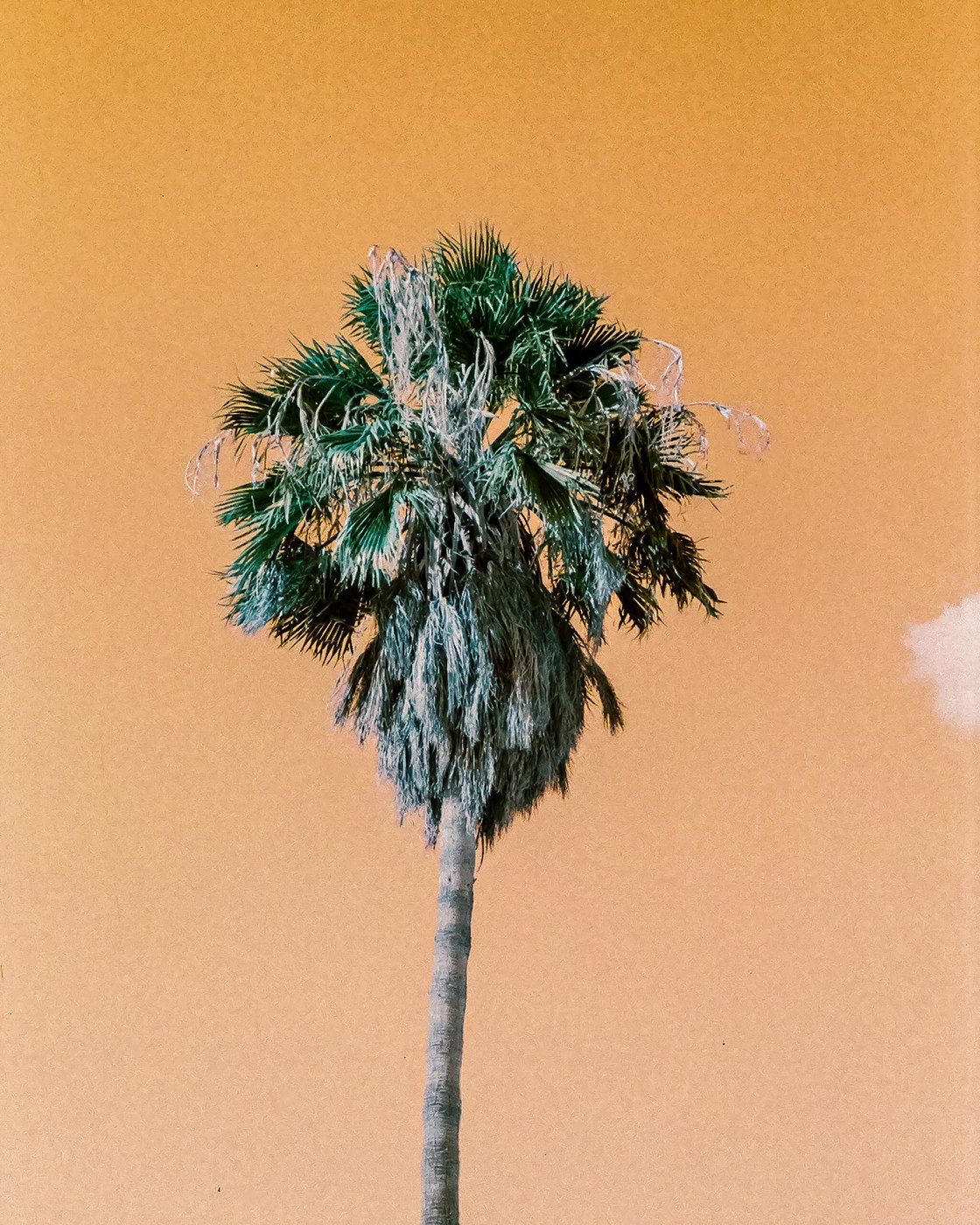 Image of Orange Palm Tree by Nick Strom Ready To Frame 11x14 Print