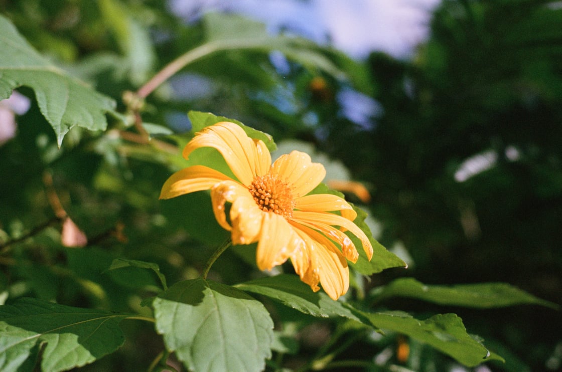 Image of Yellow Flower by Omar Santiago Ready To Frame 11x14 Print