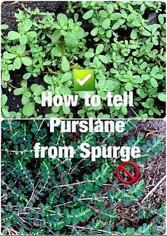 💥💥HIGHest Omega-3! aka "Miracle Plant"💥💥 Purslane Herb/ Vegetable Powder