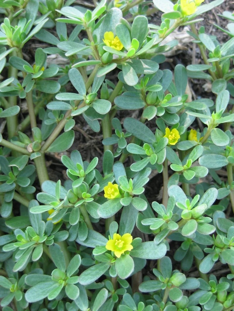 💥💥HIGHest Omega-3! aka "Miracle Plant"💥💥 Purslane Herb/ Vegetable Powder