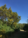 Acacia uncifolia - Coast Wirilda