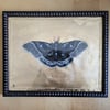 'Gilded Moth' Original Oil Painting