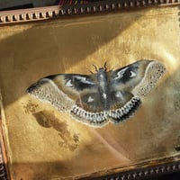 Image 5 of 'Gilded Moth' Original Oil Painting