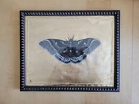 Image 4 of 'Gilded Moth' Original Oil Painting