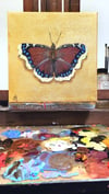 Gilded Mouring Cloak Butterfly Original Oil Painting